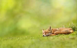 Preview wallpaper fox, grass, sleeping, waiting