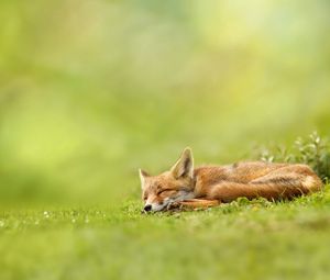 Preview wallpaper fox, grass, sleeping, waiting