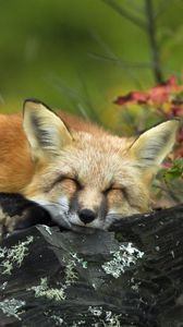 Preview wallpaper fox, grass, sleeping, lie