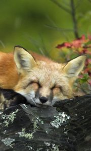 Preview wallpaper fox, grass, sleeping, lie