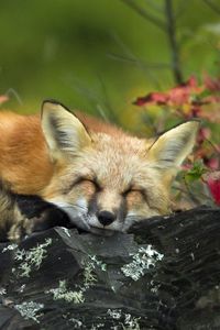 Preview wallpaper fox, grass, sleeping, lie