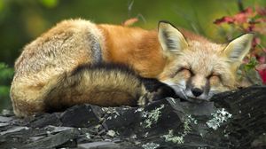 Preview wallpaper fox, grass, sleeping, lie