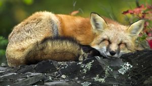 Preview wallpaper fox, grass, sleeping, lie