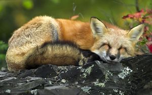 Preview wallpaper fox, grass, sleeping, lie