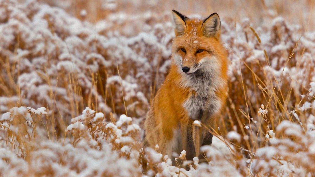 Wallpaper fox, grass, snow, sit, hunting