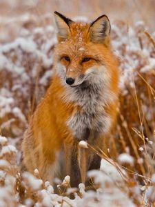 Preview wallpaper fox, grass, snow, sit, hunting