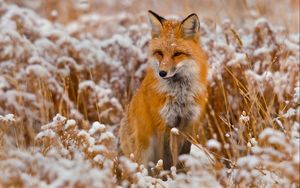 Preview wallpaper fox, grass, snow, sit, hunting