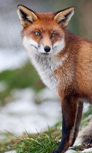 Preview wallpaper fox, grass, snow, walk, sit, forest