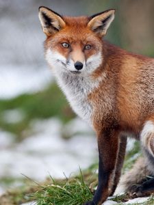 Preview wallpaper fox, grass, snow, walk, sit, forest