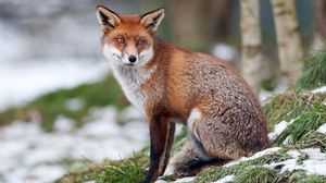 Preview wallpaper fox, grass, snow, walk, sit, forest