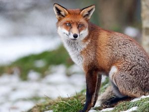 Preview wallpaper fox, grass, snow, walk, sit, forest