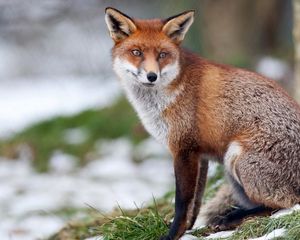 Preview wallpaper fox, grass, snow, walk, sit, forest