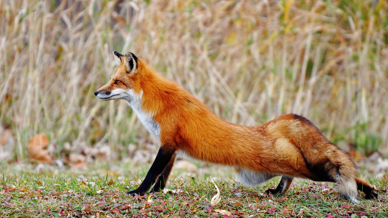 Wallpaper fox, grass, stretch, tail