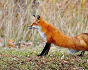 Preview wallpaper fox, grass, stretch, tail