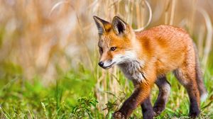 Preview wallpaper fox, grass, walk