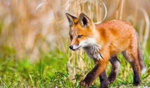 Preview wallpaper fox, grass, walk