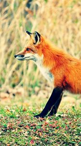 Preview wallpaper fox, grass, walk, hunting