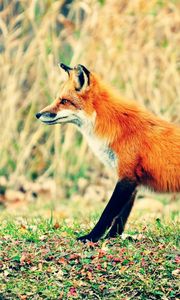 Preview wallpaper fox, grass, walk, hunting