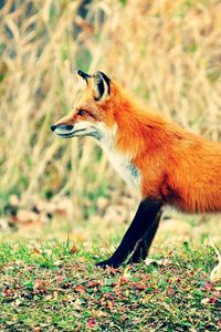 Preview wallpaper fox, grass, walk, hunting