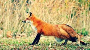 Preview wallpaper fox, grass, walk, hunting