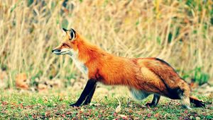 Preview wallpaper fox, grass, walk, hunting