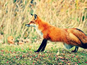 Preview wallpaper fox, grass, walk, hunting