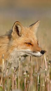 Preview wallpaper fox, grass, walk, hunting