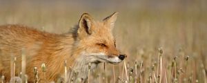 Preview wallpaper fox, grass, walk, hunting