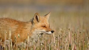 Preview wallpaper fox, grass, walk, hunting