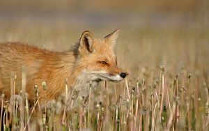 Preview wallpaper fox, grass, walk, hunting