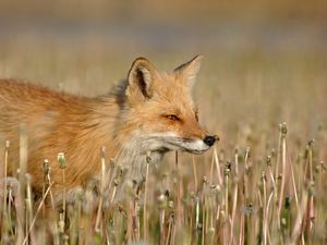 Preview wallpaper fox, grass, walk, hunting