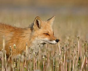 Preview wallpaper fox, grass, walk, hunting