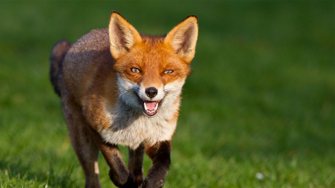 Wallpaper fox, grass, walk, run