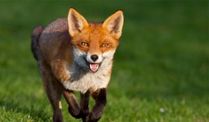 Preview wallpaper fox, grass, walk, run