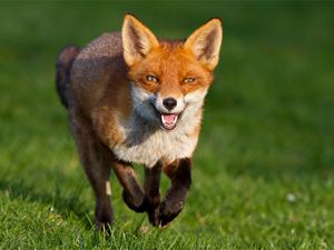 Preview wallpaper fox, grass, walk, run