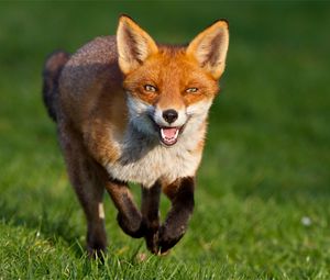 Preview wallpaper fox, grass, walk, run