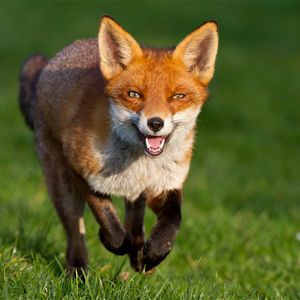 Preview wallpaper fox, grass, walk, run
