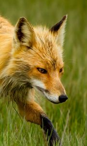 Preview wallpaper fox, grass, walk
