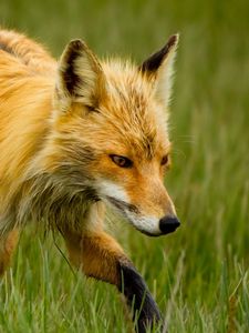 Preview wallpaper fox, grass, walk