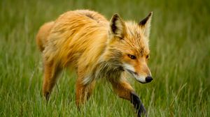 Preview wallpaper fox, grass, walk