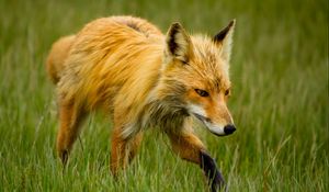 Preview wallpaper fox, grass, walk