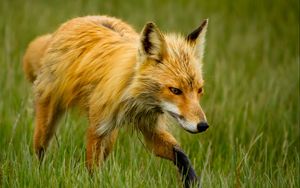 Preview wallpaper fox, grass, walk