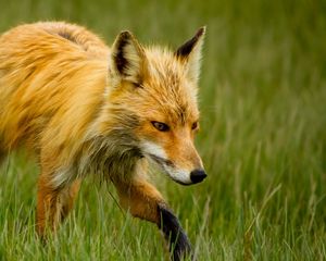 Preview wallpaper fox, grass, walk