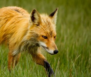 Preview wallpaper fox, grass, walk