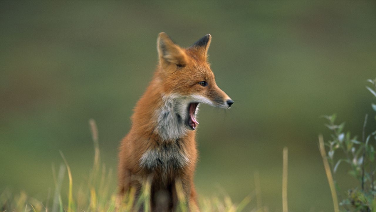 Wallpaper fox, grass, yawn, face, hair