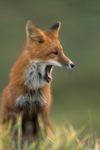 Preview wallpaper fox, grass, yawn, face, hair