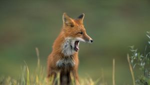 Preview wallpaper fox, grass, yawn, face, hair