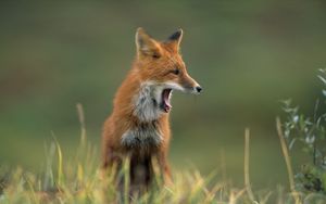 Preview wallpaper fox, grass, yawn, face, hair