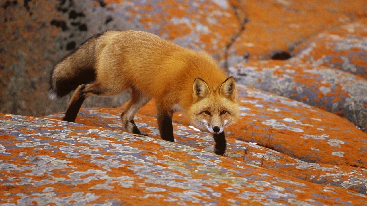 Wallpaper fox, hunting, rocks, hide