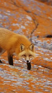 Preview wallpaper fox, hunting, rocks, hide